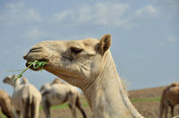 Groupe de chameaux© PPZS